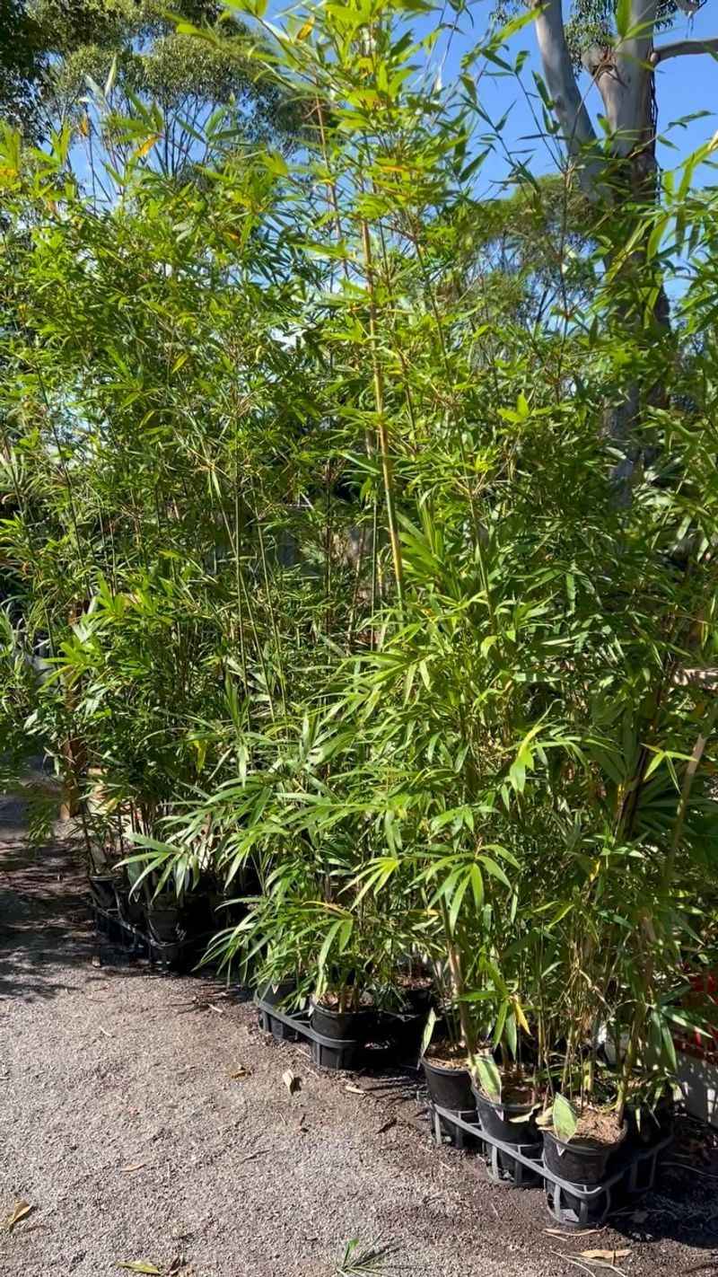 Bamboo