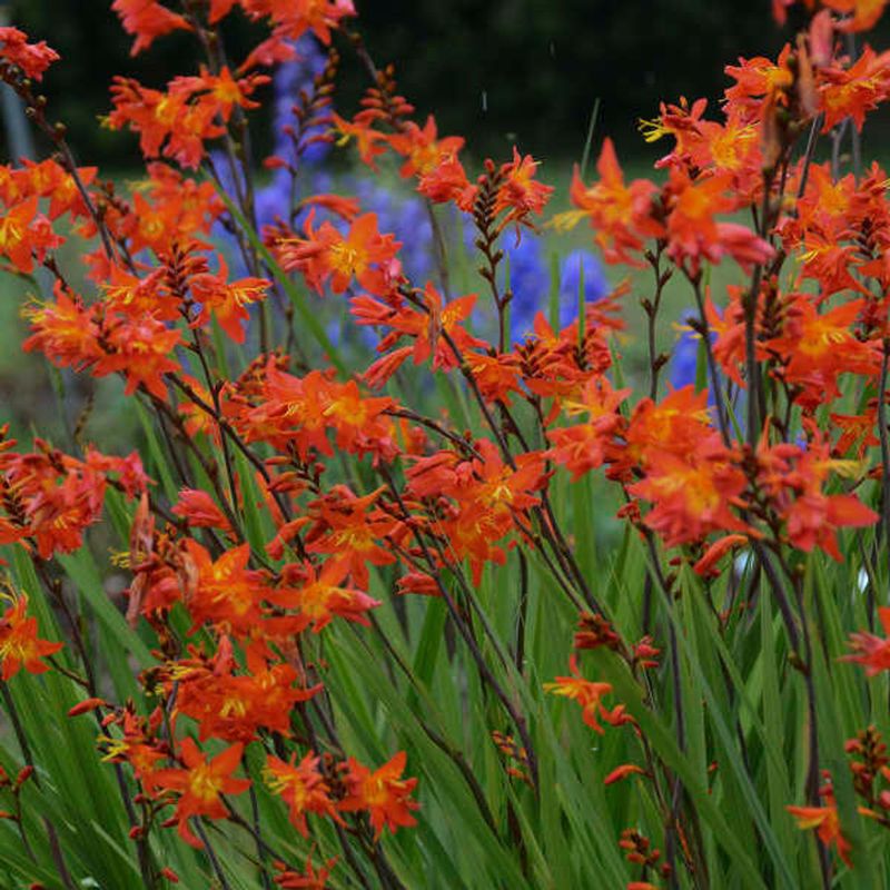 Crocosmia