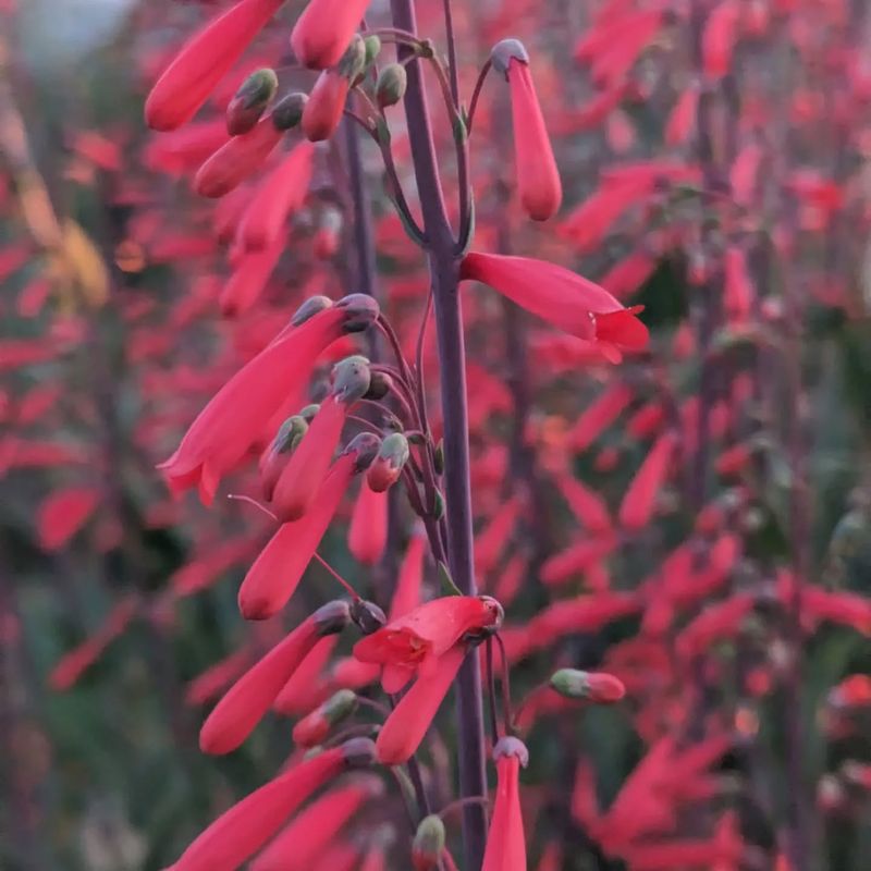 Penstemon