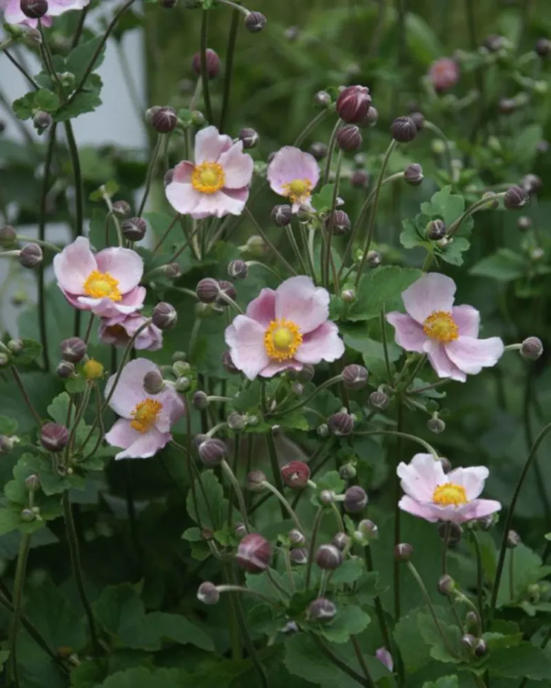 Japanese Anemone