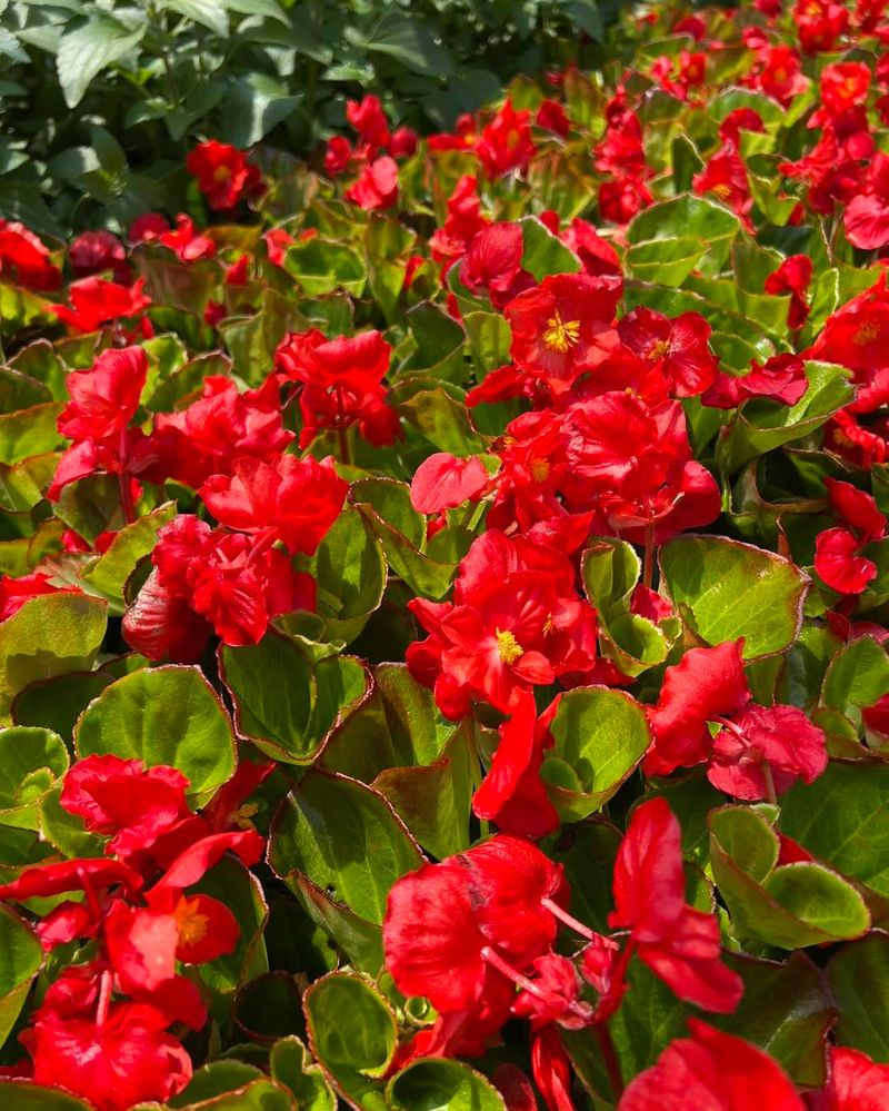 Begonias