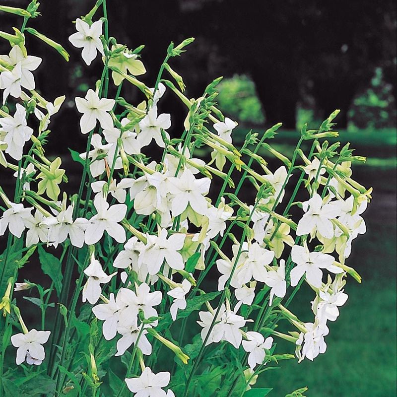 Nicotiana