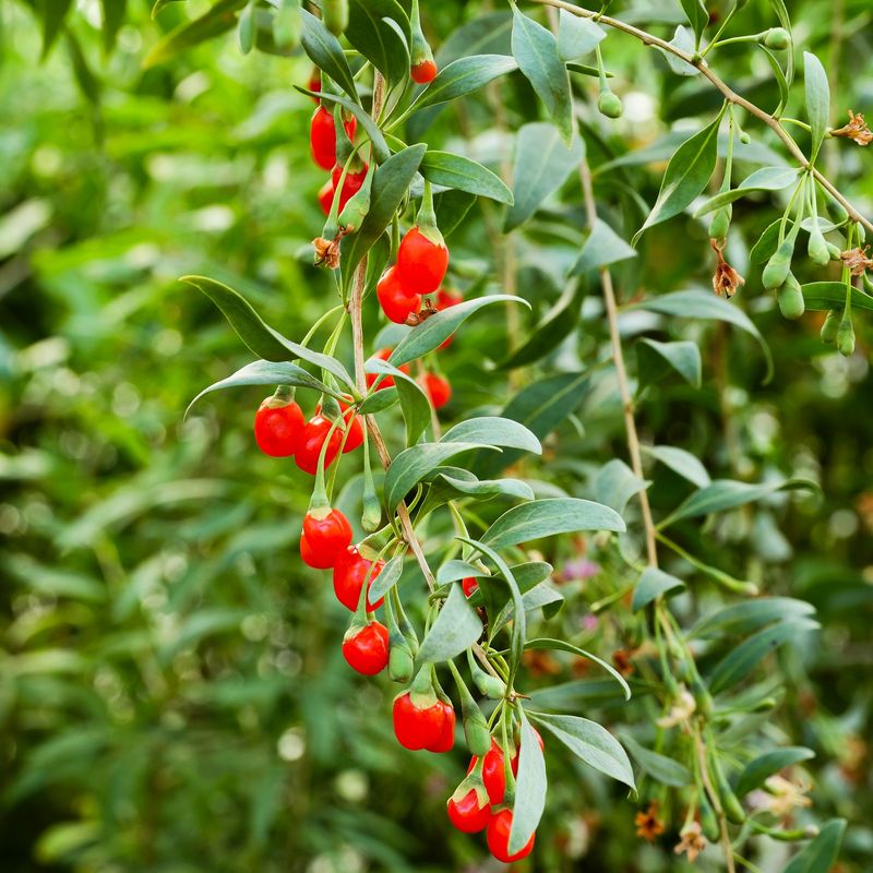 Goji Berries