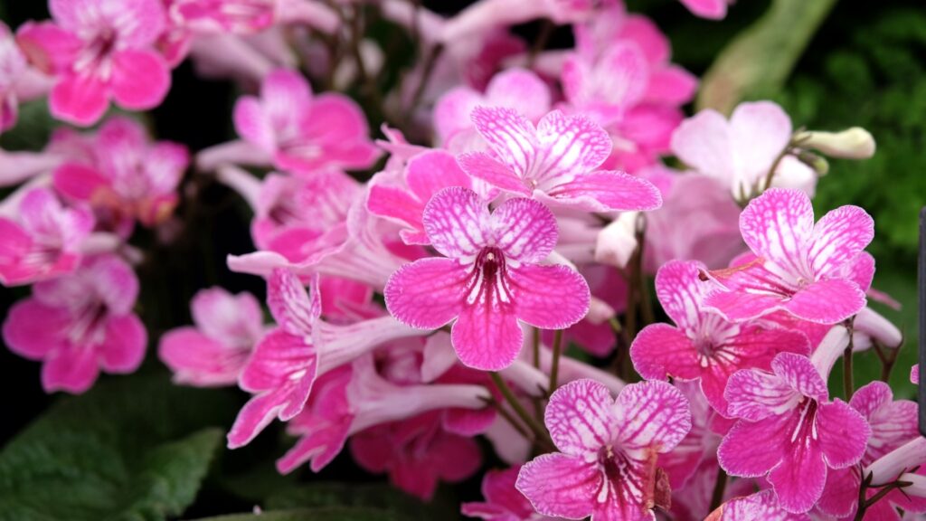 Cape Primrose