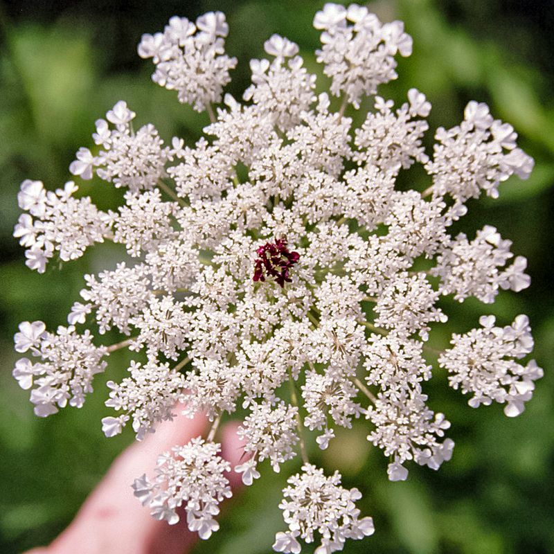 Wild Carrot (Daucus carota)