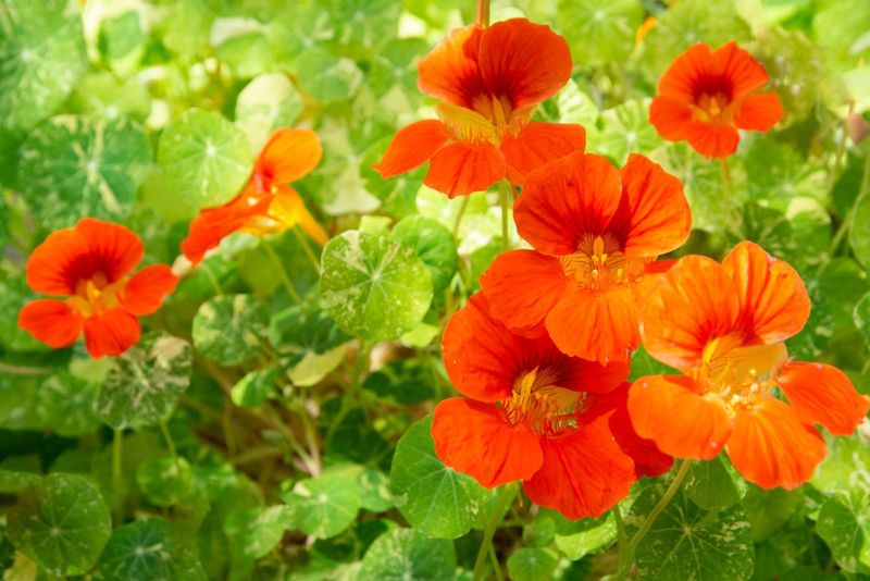 Nasturtiums: Sacrificial Decoys