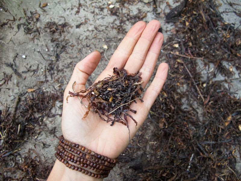 Seaweed And Kelp