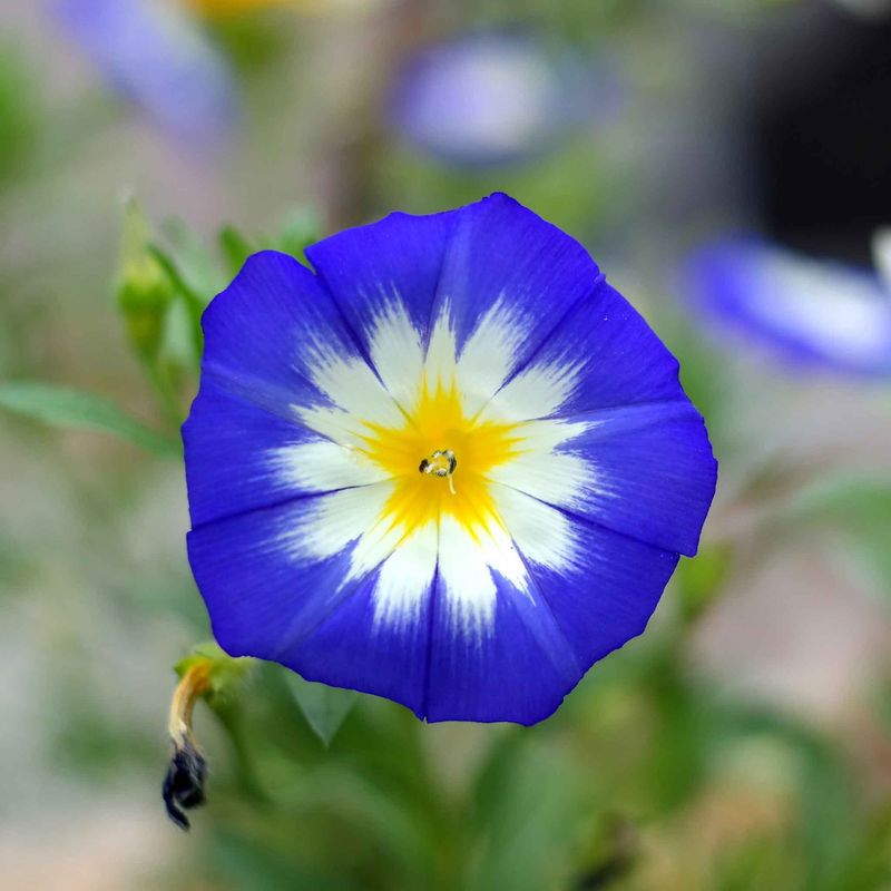 Dwarf Morning Glory