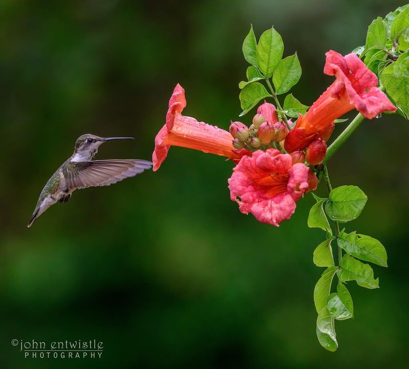 Trumpet Vine