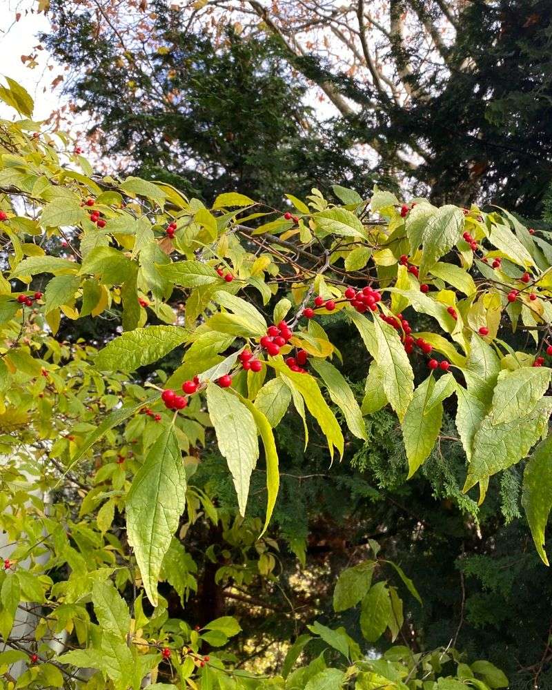 Winterberry (Ilex verticillata)