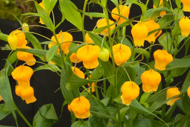 Chinese Lantern Lily (Sandersonia aurantiaca)