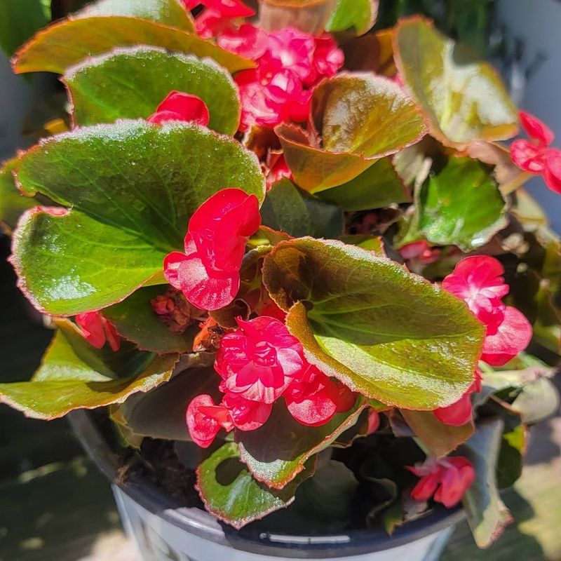 Vibrant Begonias