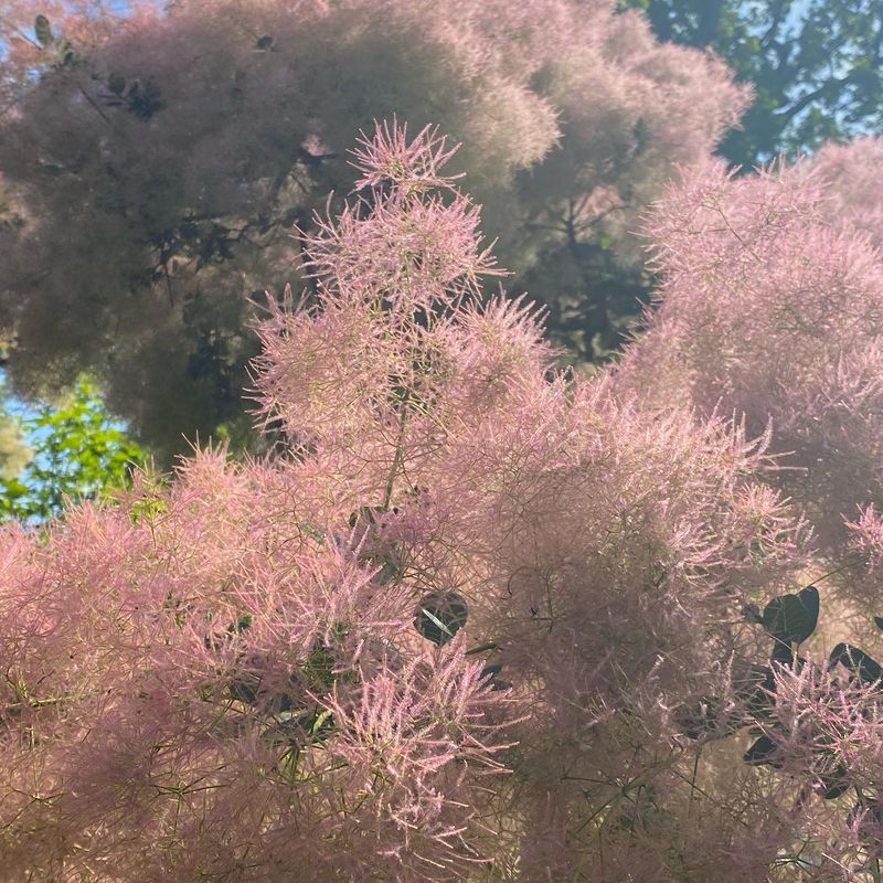 Dramatic Smokebush