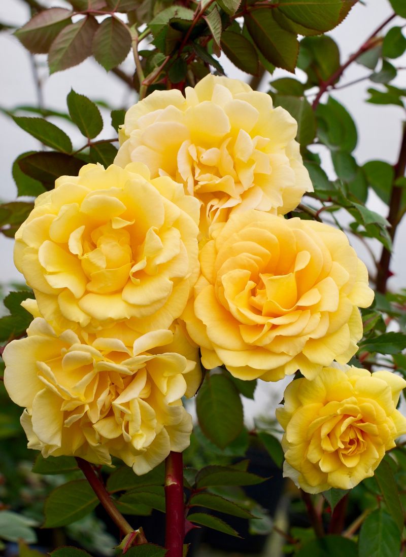 Sunny Knock Out Roses