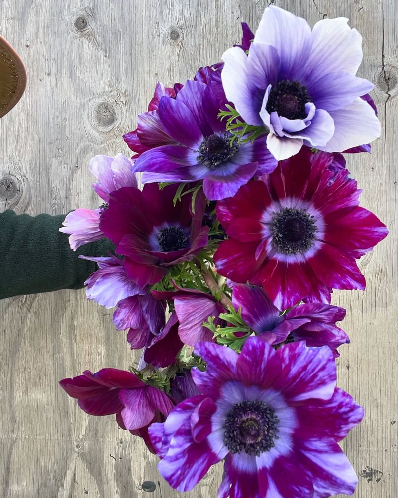 Anemones