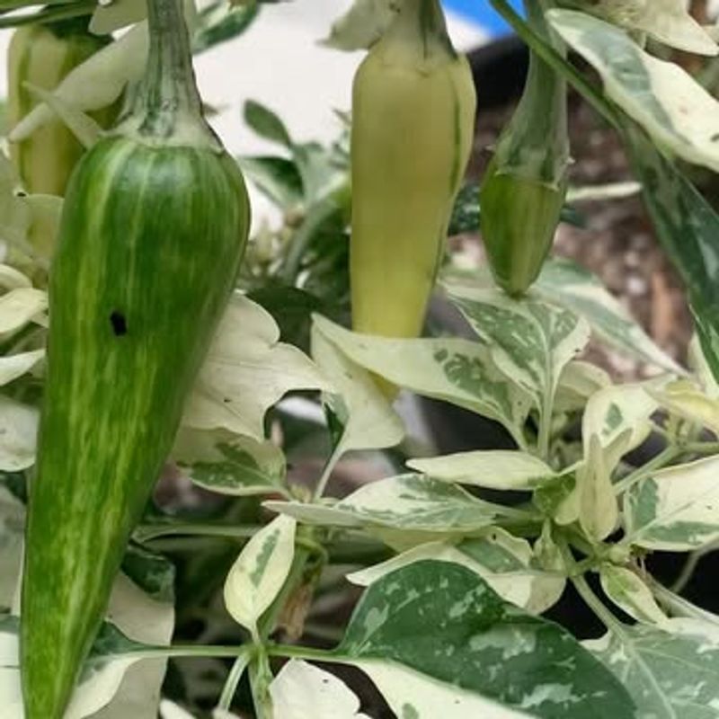 Fish Pepper - The Ornamental Edible
