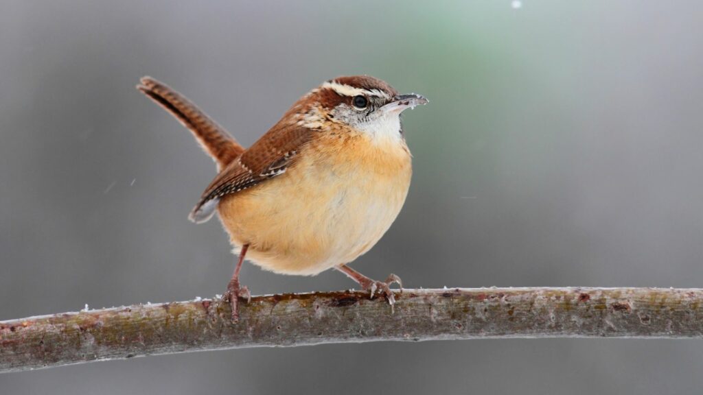 Carolina Wren