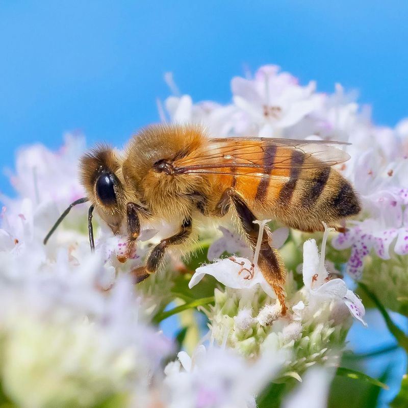 Honeybees