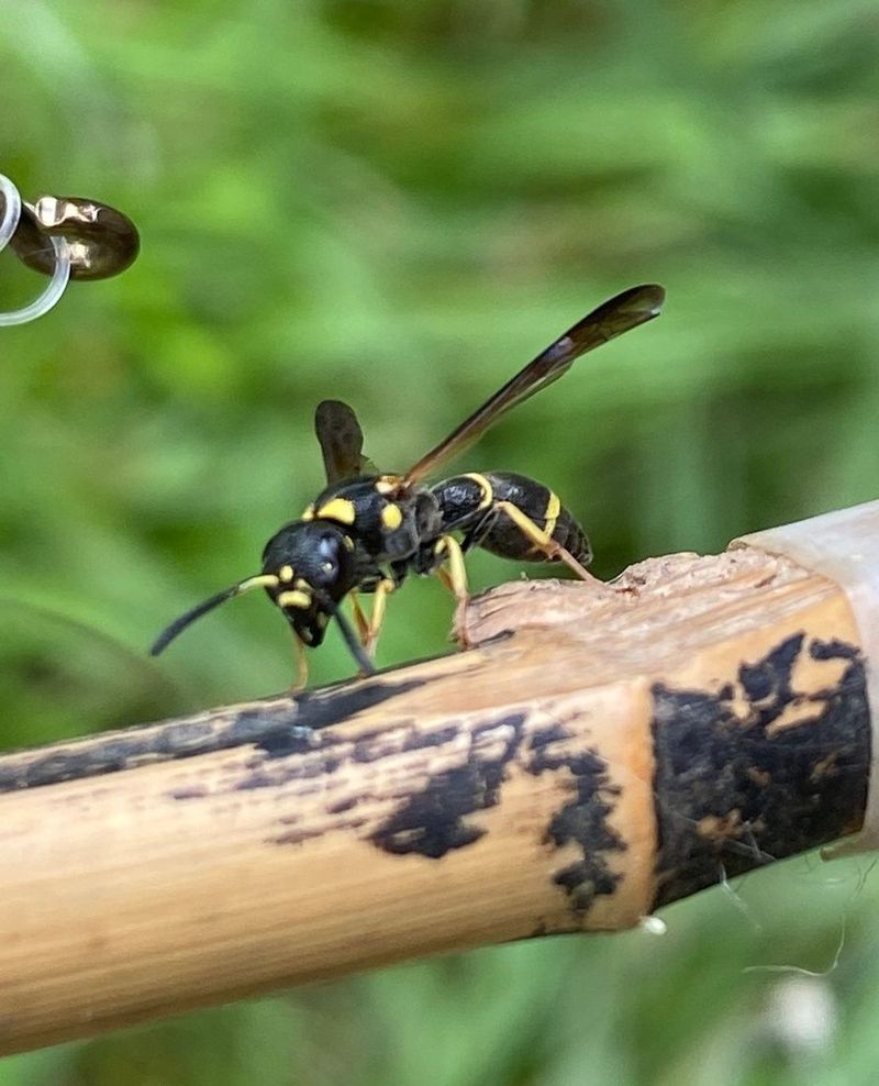 Attracts Natural Wasp Predators