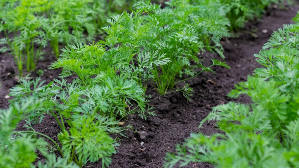 carrot plants