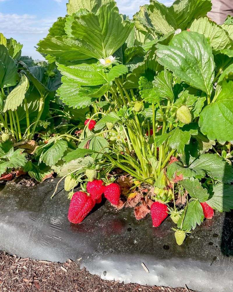 Strawberries