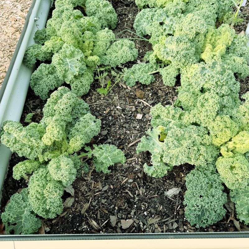 Kale