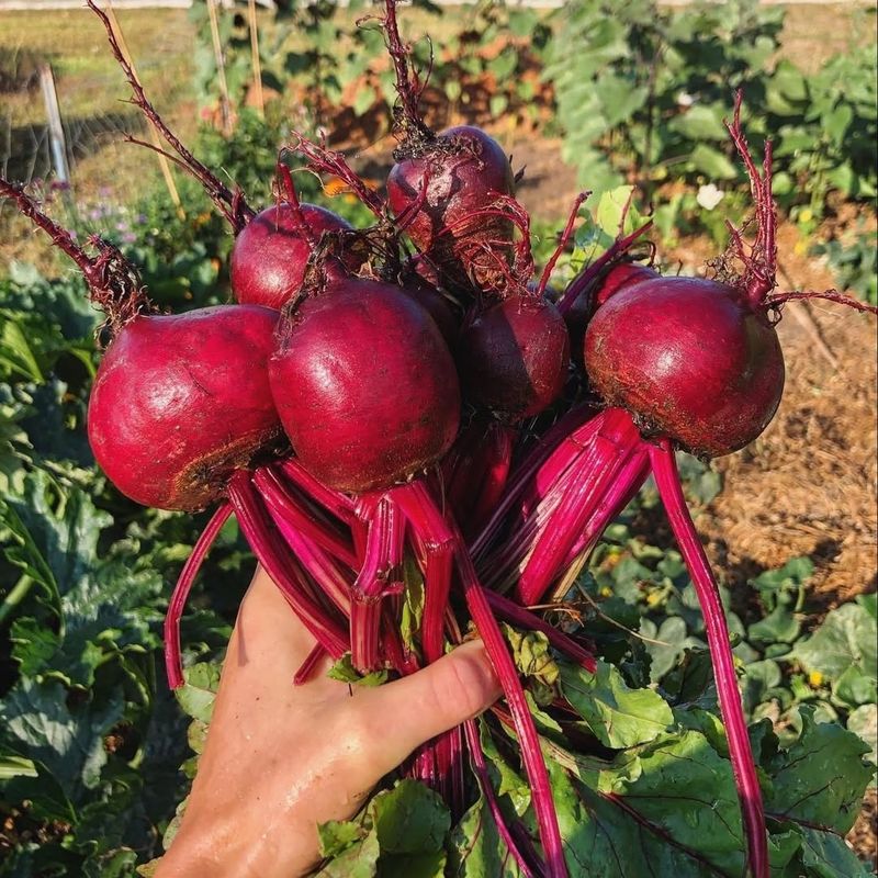Beets