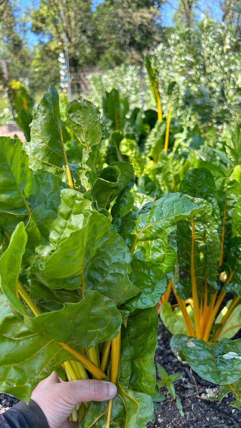 Swiss Chard