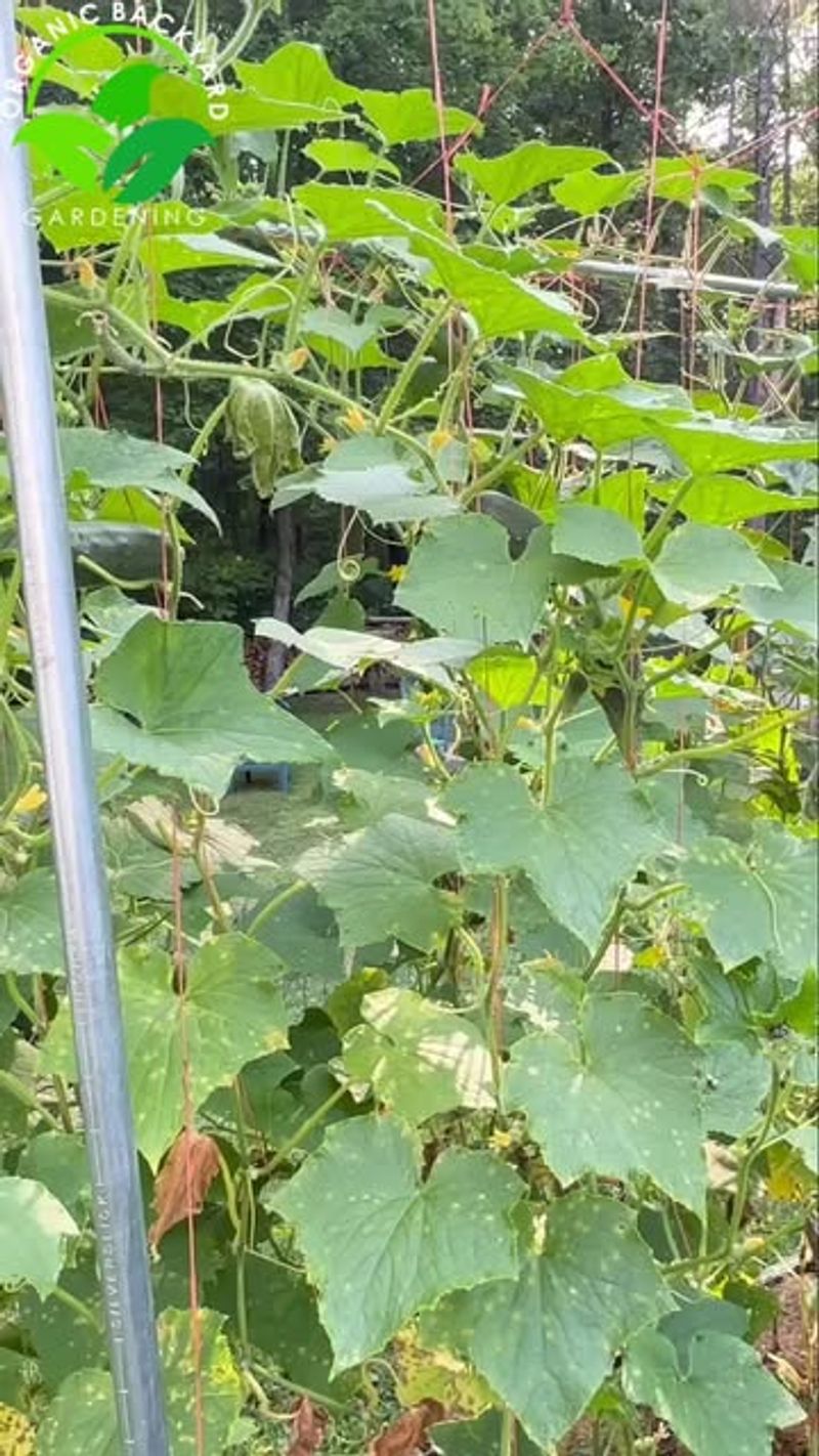 Cucumbers and Corn: Vertical Meets Sturdy