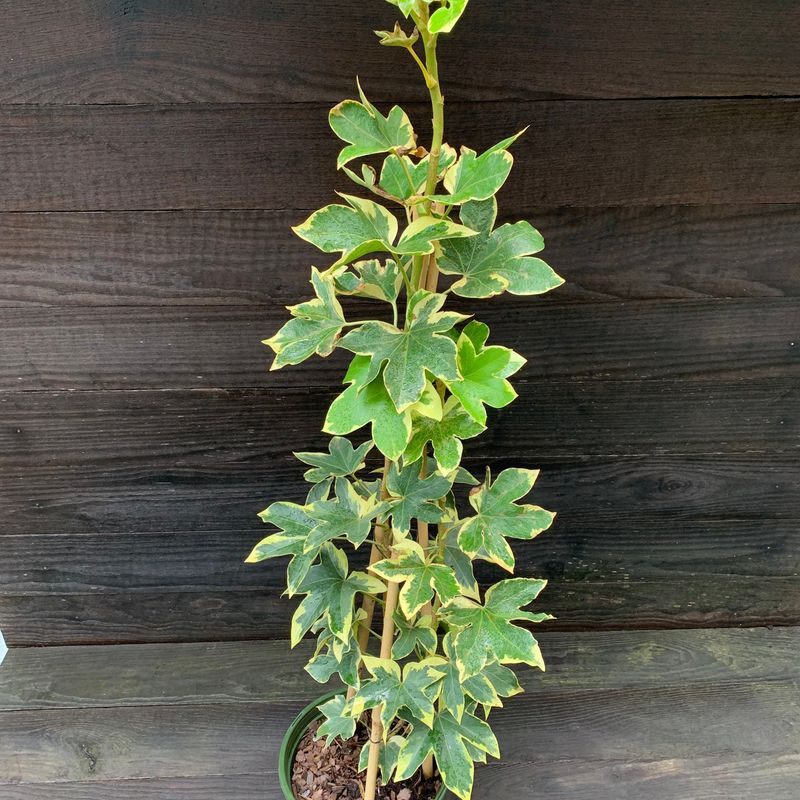 Fatshedera Lizei (Tree Ivy)