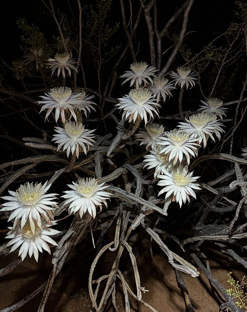 Night-Blooming Cereus