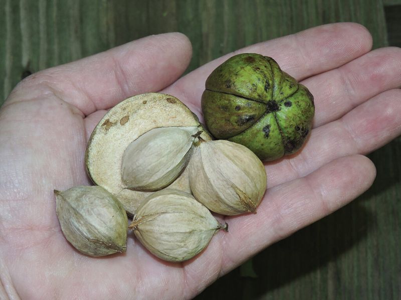 Hickory Nuts