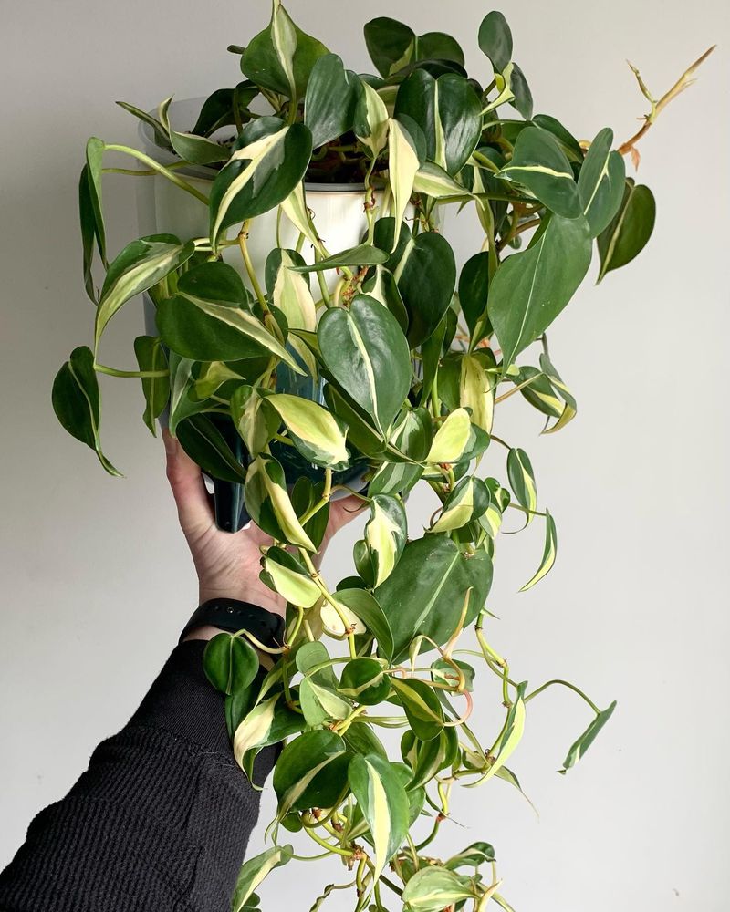 Philodendron