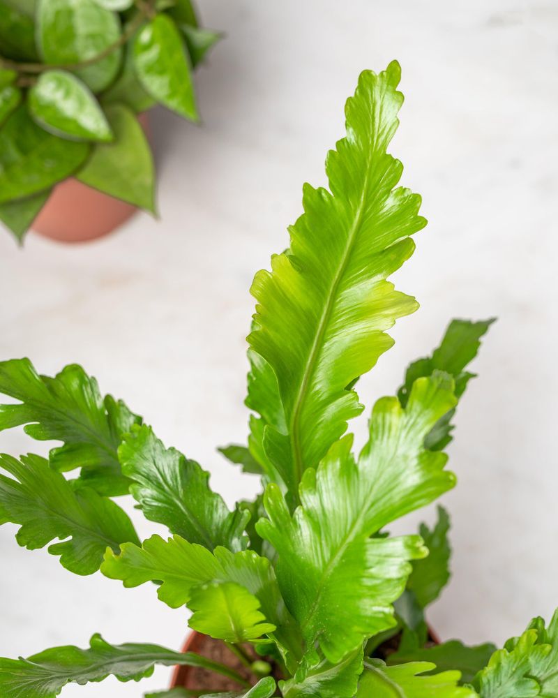 Bird's Nest Fern (Asplenium nidus)
