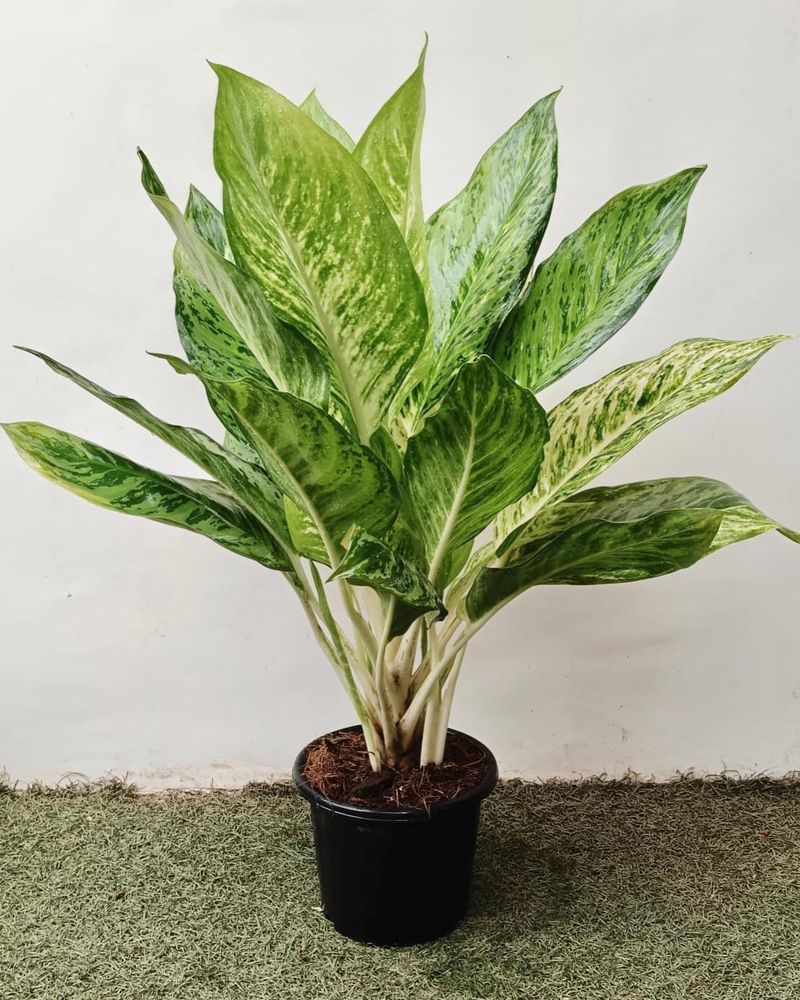 Chinese Evergreen