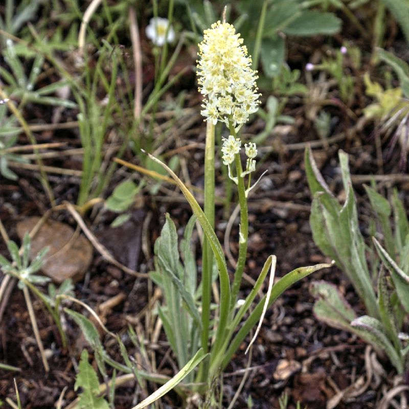 Death Camas: The Deadly Meadow Imposter