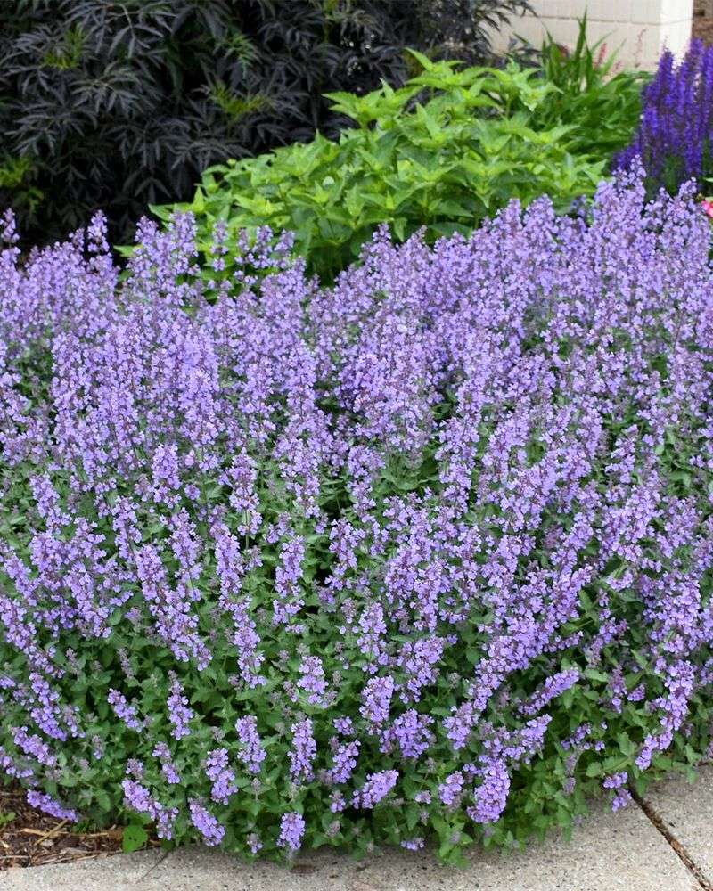 Garden Behavior