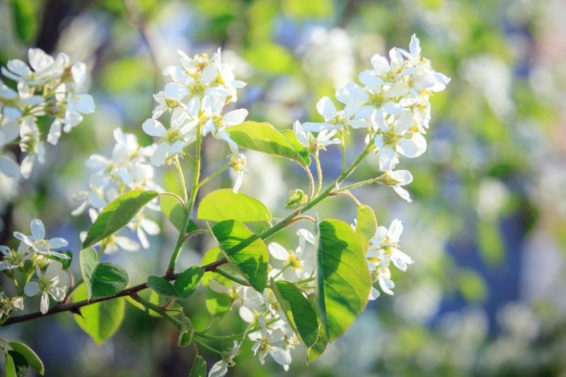 Serviceberry