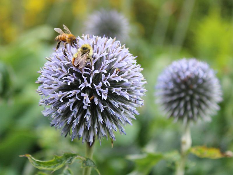 Globe Thistle