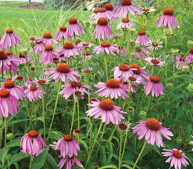 Coneflower 'Double Delight': Unstable Showoff