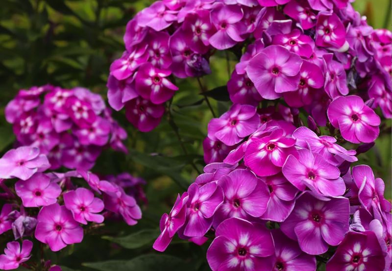 Phlox