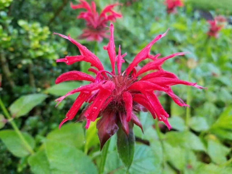 Bee Balm Buzzes With Extended Blooms