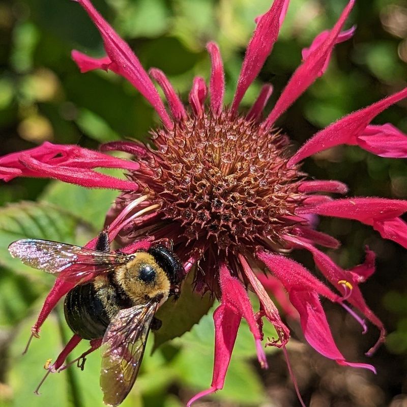 Bee Balm (Monarda)