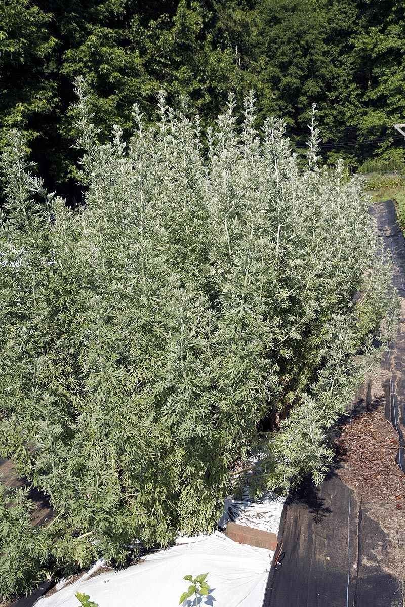 Wormwood (Artemisia)