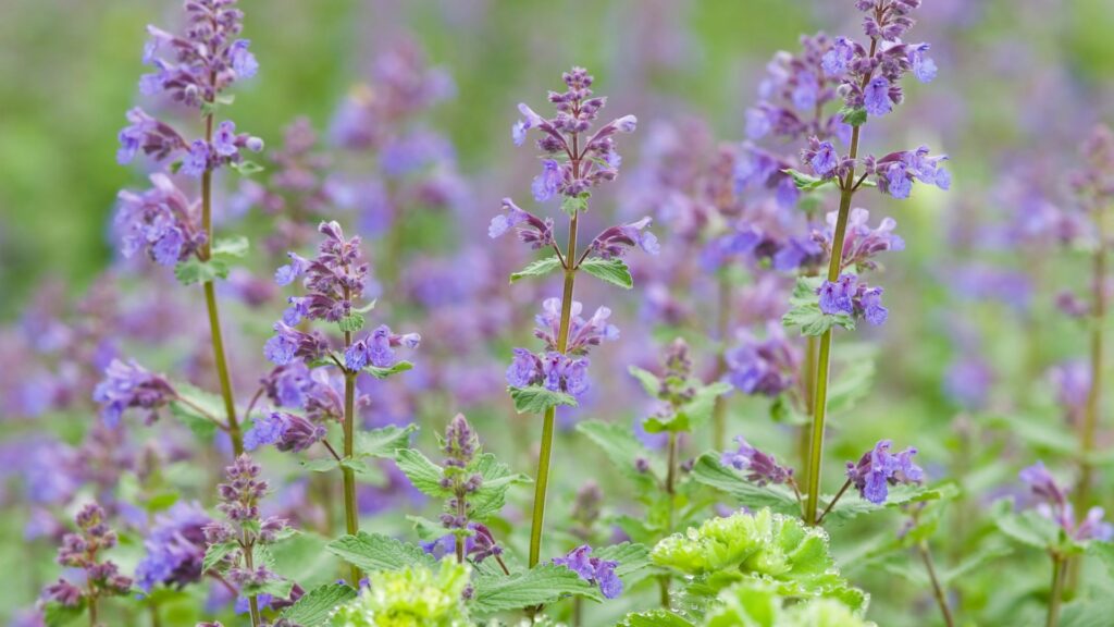 Catmint (Nepeta)