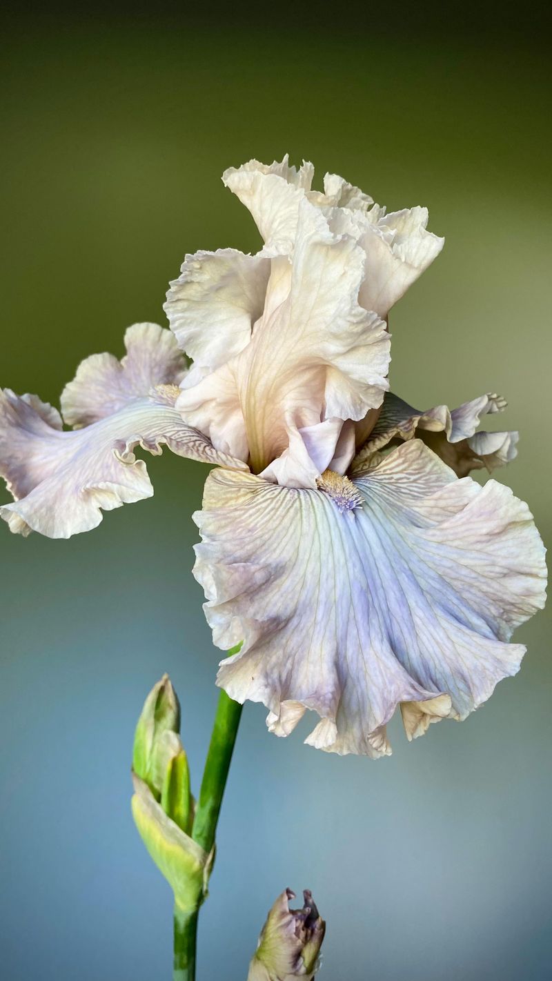 Iris