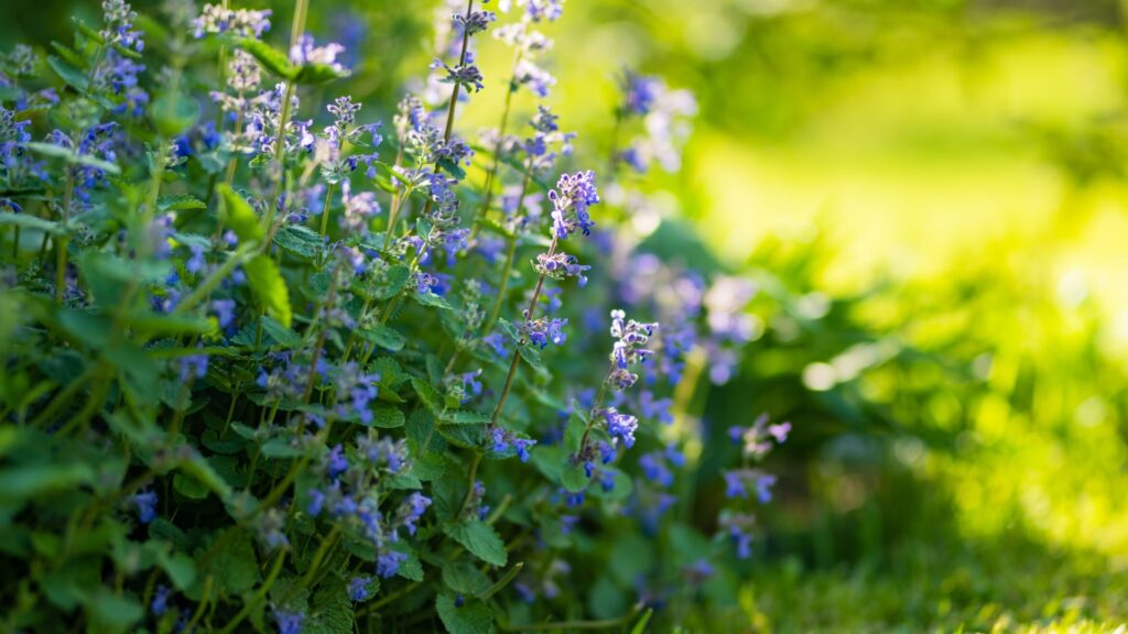 catnip flowers