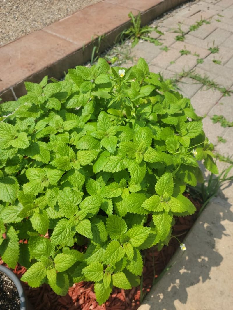 Lemon Balm: Citrusy Defender Against Biting Pests