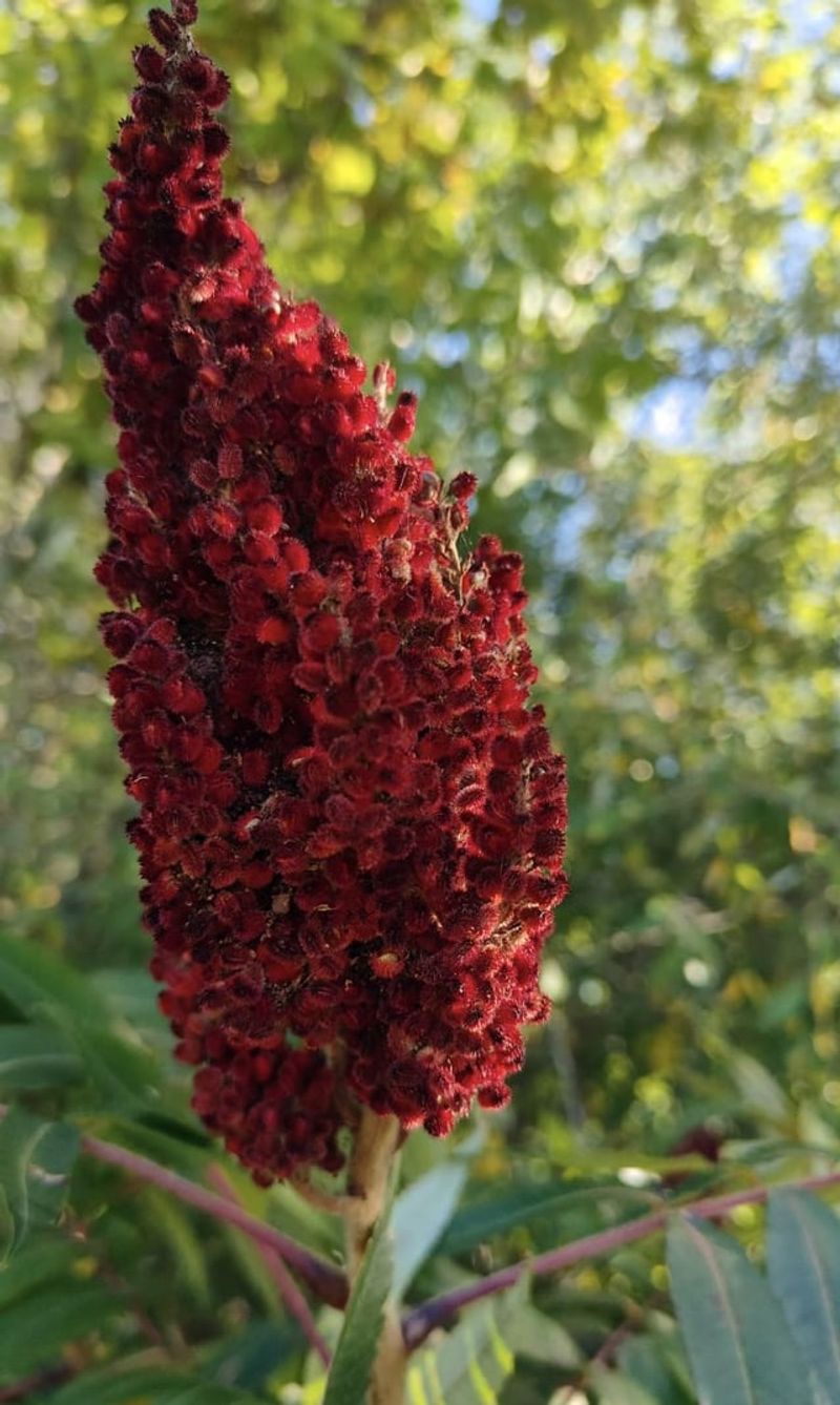 Sumac