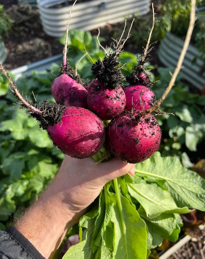 Radishes